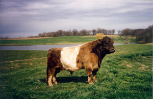 Belted Galloway - Champ