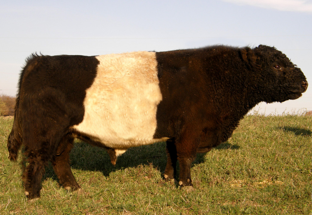 Belted Galloway Bull Semen For Sale - Thistle Creek Jack Straw
